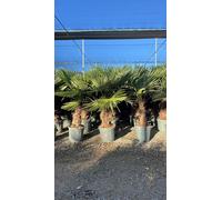 Trachycarpus Fortunei Palmier éventail chinois, 140-160 cm, hauteur du tronc 40-50 cm, rustique jusqu'à -18°C, pot Ø 33 cm