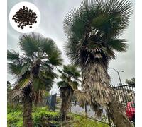 Trachycarpus Ukhrulensis - 50 graines - Rustique jusqu'à -12°C - Palmier chanvre d'Ukhrul