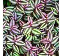 Tradescantia Zebrina à feuilles persistantes en pot | Vente cadeaux plantes (15-25cm pot inclus)