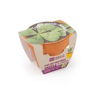 Trèfle À 4 Feuilles En Pot De Culture Vert TU