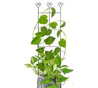 Treillis de jardin - En fer - 70 × 30 cm - Inserts de support pour avec cadre en métal durable - Support décoratif pour lierre et vignes - Grille pour grimpantes - Jardin intérieur et