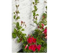 Nature Treillis Métallique pour Plantes Grimpantes Grillage pour Plante