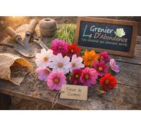 Trésor de Cosmos à semer - Le Grenier d’Abondance - Jardin de fleurs légères, colorées et faciles - 7 variétés incluses