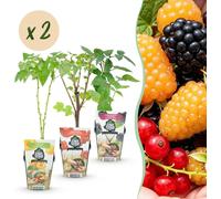 Tricolore - Baies rouges - Framboise jaune - Mûre - Rustique - 6 Plants - 15-25cm - Ø9cm - Plante de jardin