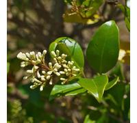 Troène Japonicum - Ligustrum Japonicum 50/60 cm Pot 3l - Plante - Hauteur 50/60 cm