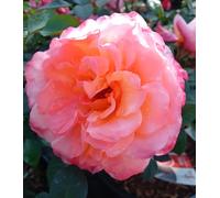 Tronc haut rose - Leonardo da Vinci - Rose noble 80 - 100 cm