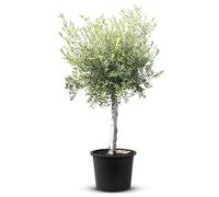 Tropictrees Arbre Olivier résistant à l'hiver avec une circonférence de tronc de 180 cm Véritable olivier avec de vrais fruits d'olives comestibles, tronc fruitier Olea Europea 1 Pièce