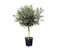 Tropictrees Olivier : hauteur 190 cm, circonférence du tronc 20-40 cm, environ 40 ans, olive, olea europea