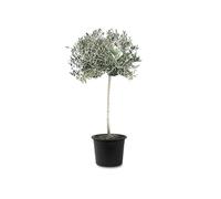 Tropictrees Olivier Naturel, Véritable Olivier Arbre avec un Tronc de 140 cm de Hauteur, 6-8 cm de Circonférence, Plante Exterieur Jardin et Arbre Fruitier pour la Décoration