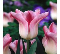 Tulipes Bulbes de fleurs Fleurs Tulipe à fleurs de lis Holland Chic 5 pces
