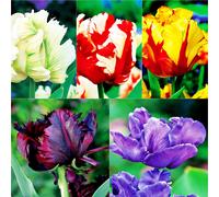Tulipes Bulbes Fleurs Tulipe perroquet Mix 25 pcs