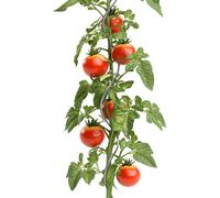 Tuteur en spirale - Support pour tomates, concombres et haricots - Spirale métallique - Tuteur de jardin en spirale - 150 cm - 15 pièces