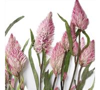 Ulalaza Lot de 20 Fleurs séchées Naturelles de gypsophile de différentes Couleurs, Bouquet de Fleurs séchées pour la Maison, Le Jardin, Le Bureau, pour Vase, Mariage, fête de Bricolage