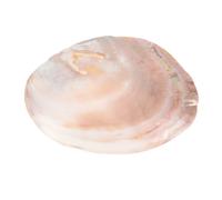 Uonlytech Assiette Décorative de Coquille Beige en Coquillage Naturel Plateau Alimentaire Unique Design Simple et Délicat Couleur Aléatoire pour Décoration Plage et