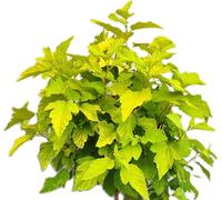 Utriculaire jaune 'Physocarpus Opulifolius Dart's Gold' 80 - 100 cm