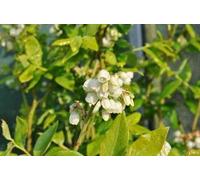 Vaccinium corymbosum - Myrtille à fleurs roses | 25 cm en pot