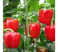 Variétés de graines de légumes - 150Pcs Graines de poivron doux Potager sain Balcon Bonsaï en pot Plante de bonsaï enfants débutants Jardiniers Cadeau -1#