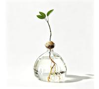 Vase d'avocat en verre pour fleurs, graines d'avocat et châtaignes, pour la maison, la table de cuisine, l'intérieur et l'extérieur, transparent