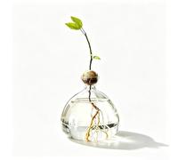 Vase d'avocat en verre pour fleurs, pot de culture pour avocats et châtaignes, vase hydroponique en verre pour fleurs, table de maison, cuisine, intérieur et extérieur