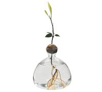 Vase de culture en verre pour avocats et châtaignes - Vase hydroponique en verre pour décoration de salon, table, table à manger, verre germé (transparent)