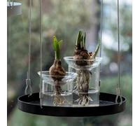 Vase de germination en verre