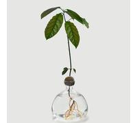 Vase en verre d'avocat transparent, vase en verre pour noyau d'avocat sans cure-dents, vase hydroponique en verre pour fleurs, décoration de salon, table basse, idéal pour les amateurs de plantes et