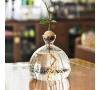 Vase en Verre pour Avocat,Croissance Hydroponiques, Pot De D'avocat Transparent, Décor De Bureau À Domicile, pour L'intérieur Et L'extérieur(12x4,5 cm)