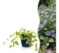 Vasteplant - Vinca major Variegata - Maagdenpalm - Bodembedekkend - Blauw - 24 Planten - Pot 11cm - Hoogte 15-25cm