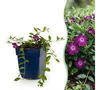Vasteplant - Vinca minor Atropurpurea - Maagdenpalm - Bodembedekkend - Paars - 24 Planten - Pot 11cm - Hoogte 15-25cm