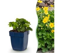Vasteplant - Waldsteinia ternata - Goudaardbei - Bodembedekkend - Geel - 24 Planten - Pot 11cm - Hoogte 15-25cm