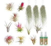 Vdvelde - 10x Tillandsia Plantes Aériennes + 3x Mousse d'Espagne Tillandsia usneoides + 2x Spray Tillandsia 125 ml - Set Air Plants sans Terre - Facile d'Entretien - Déco & Terrarium