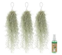 Vdvelde - 3x Mousse d'Espagne Tillandsia usneoides - Plante Aérienne Suspendue ca. 50 cm - Facile d'Entretien sans Terre - Idéal pour Déco, Terrarium & Plante Suspendue
