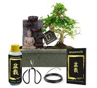 Vdvelde - Bonsaï Starter Set avec Fontaine d'Intérieur Bouddha - Vrai Bonsaï ca. 30 cm avec Pot en Céramique, Ciseaux & Set d'Entretien - Plante d'Intérieur & Fontaine de Table Zen
