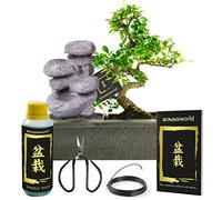 Vdvelde - Bonsaï Starter Set avec Fontaine Zen d'Intérieur - Vrai Bonsaï ca. 30 cm avec Ciseaux, Set d'Entretien & Cascade - Plante d'Intérieur & Fontaine de Table Complète