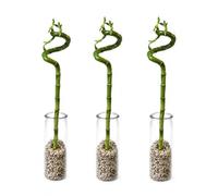 Vdvelde - Lucky Bamboo Set Complet de 3 avec Verre Solide et Galets - Dracaena sanderiana Bambou Porte-Bonheur - Plante Feng Shui 40-45 cm
