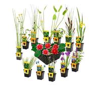 Vdvelde - Mix 12 Plantes de Bassin P9 incl. Nénuphar Nain Rouge Nymphaea Pygmaea Rubra, 3 Paniers de Bassin & AQUA SET - Plantes Oxygénantes - Rustiques - Mellifères