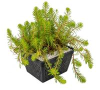 Vdvelde - Myriophylle - Plante Oxygénante - Plante de Bassin - Eau Claire - Anti Algues - Rustique - Biologique - Pour Poissons - 9 Pièces
