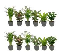 Vdvelde - Set Plantes Dépolluantes 12 Pièces avec Pots Décoratifs Anthracite - Plantes Vertes Faciles d'Entretien pour Maison & Bureau - Ø12 cm, Hauteur 30-40 cm