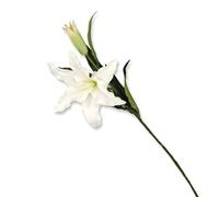 VEA SRL Tige M. Lilium Classic 43864