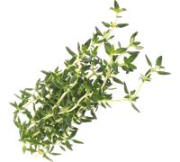 VER A10-THY005 - Indoor Garden, Bio-Thymian
