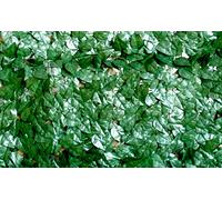 VERDELOOK Evergreen® Point, Haie artificielle 1x20 m, feuille de laurier, décoration de jardin