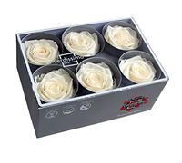 VERDISSIMO Rose Stabilisée Bouton X6 / diametre de 5cm (Champagne)