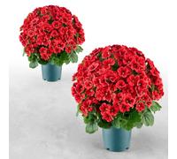 VEVOR Fleurs Artificielles en Pot Géranium Artificiel Rouge 508 mm Lot de 2 | pour Porche, Entrée, Terrasse et Décoration Maison, Usage Intérieur Extérieur, Fausses Fleurs en Soie et PE, Aspect Réaliste