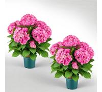 VEVOR Fleurs Artificielles en Pot, Hortensias Artificiels Roses 711 mm, Lot de 2 Pots, pour Porche, Terrasse, Entrée et Décoration Maison, Usage Intérieur et Extérieur, Fausses Fleurs en Soie et PE