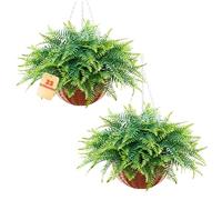 VEVOR Fougère de Boston Artificielle Suspendue, Longeur 58,4 cm Lot de 2, Fausse Plante Suspendue en Plastique pour Décoration Intérieure et Extérieure, Mur, Mariage, Maison, Porche, Jardin et Bureau