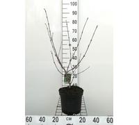 Viburnum carlesii 'Aurora' - Boule de neige 50- 60 cm - conteneur