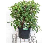 Viburnum dav. 'Angustifolium' - Boule de neige 40- 50 cm - conteneur
