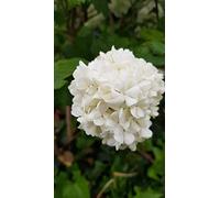 Viburnum opulus 'Roseum' / Viorne Obier Boule de Neige/Conteneur de 3 à 4 litres