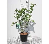 Viburnum opulus - Viorne Obier, Rose De Gueldre 60-80 cm en pot