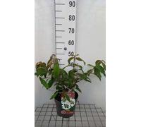 Viburnum plic. 'Kilimandjaro Sunrise'® - Boule de neige 50- 60 cm - conteneur